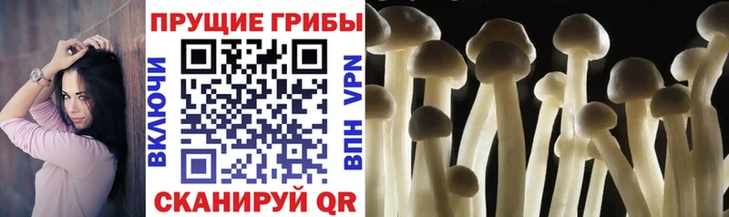 где найти   Североуральск  Псилоцибиновые грибы мухоморы 